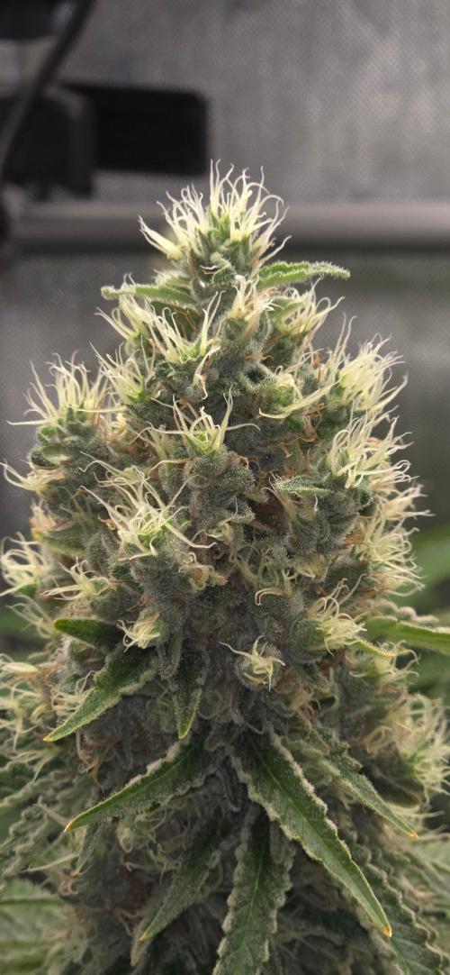 Gorilla Runtz - Living Soil. Week 13