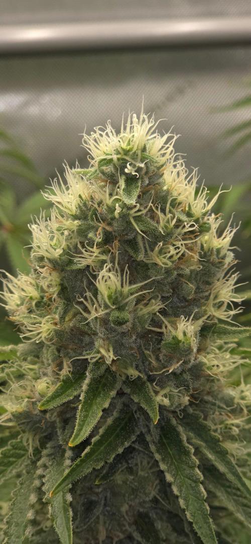 Gorilla Runtz - Living Soil. Week 13