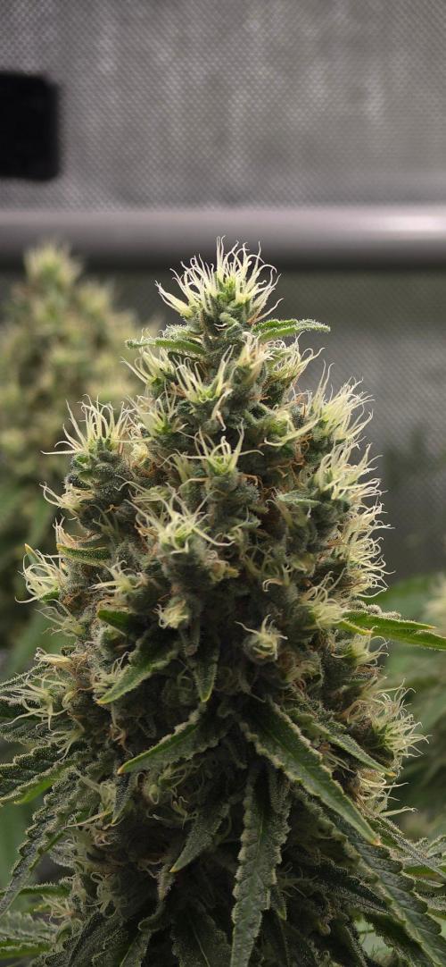 Gorilla Runtz - Living Soil. Week 13