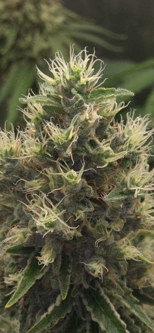 Gorilla Runtz - Living Soil. Week 13