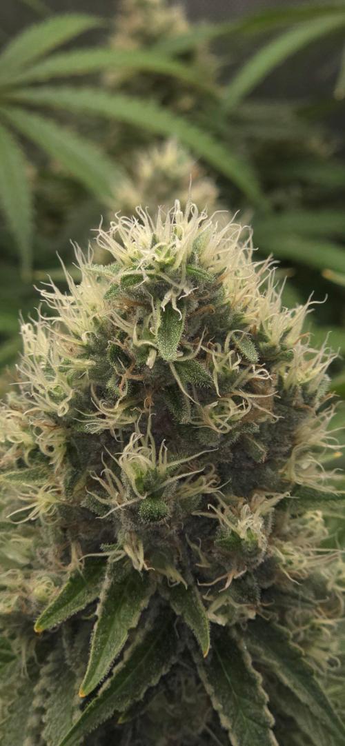 Gorilla Runtz - Living Soil. Week 13