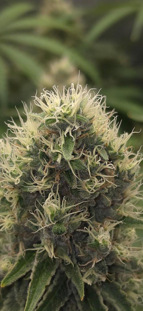 Gorilla Runtz - Living Soil. Week 13