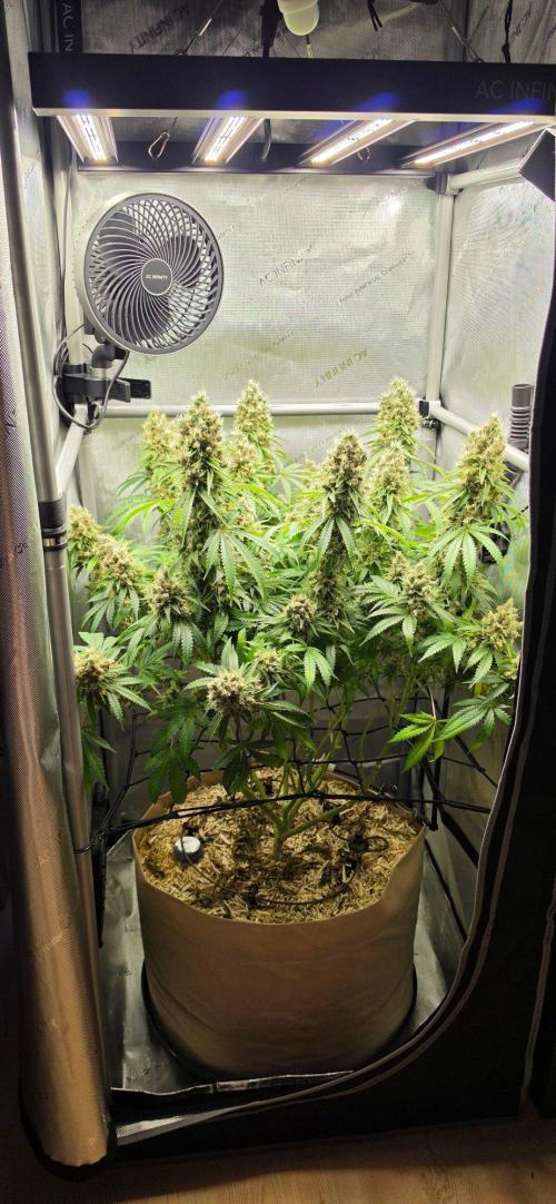Gorilla Runtz - Living Soil. Week 14
