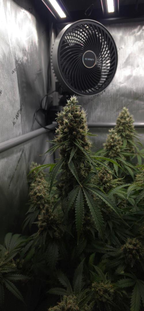 Gorilla Runtz - Living Soil. Week 14