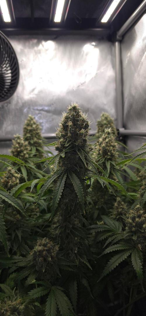 Gorilla Runtz - Living Soil. Week 14