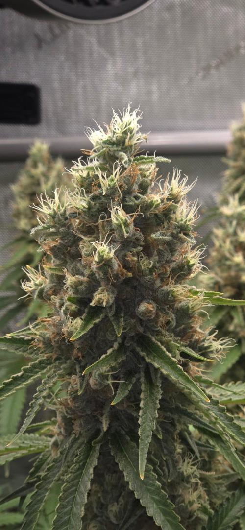 Gorilla Runtz - Living Soil. Week 14