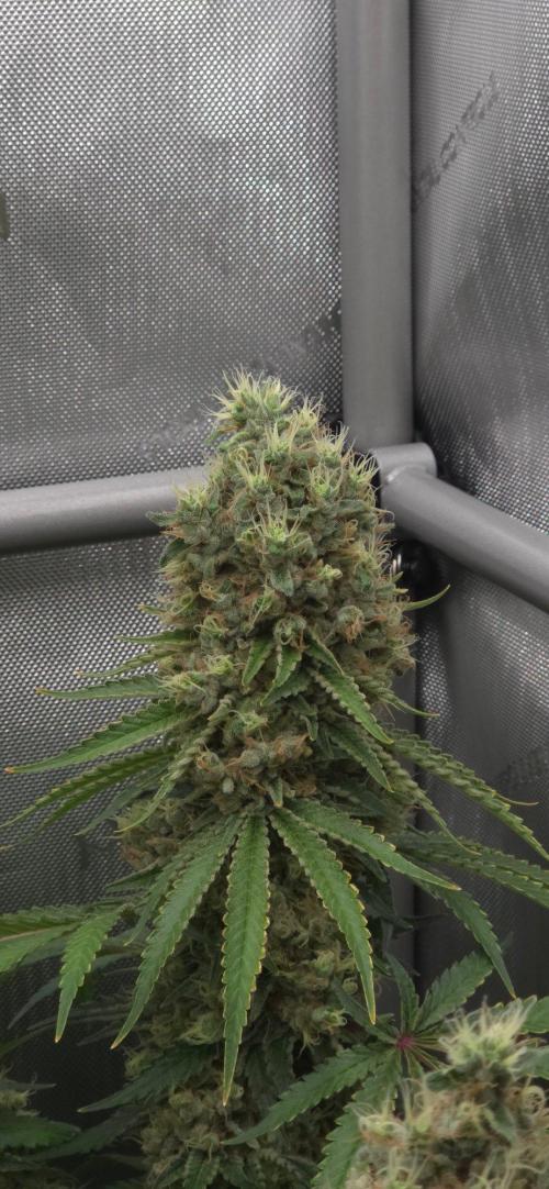 Gorilla Runtz - Living Soil. Week 14