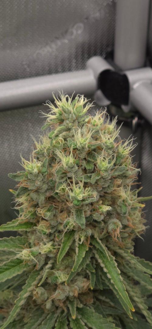 Gorilla Runtz - Living Soil. Week 14