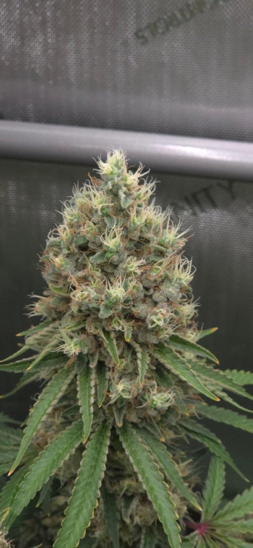 Gorilla Runtz - Living Soil. Week 14