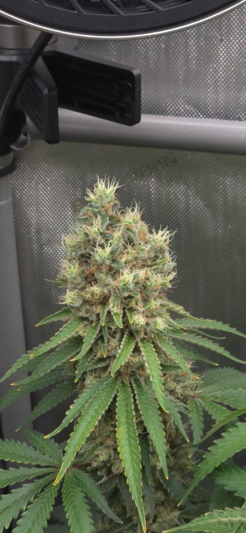 Gorilla Runtz - Living Soil. Week 14