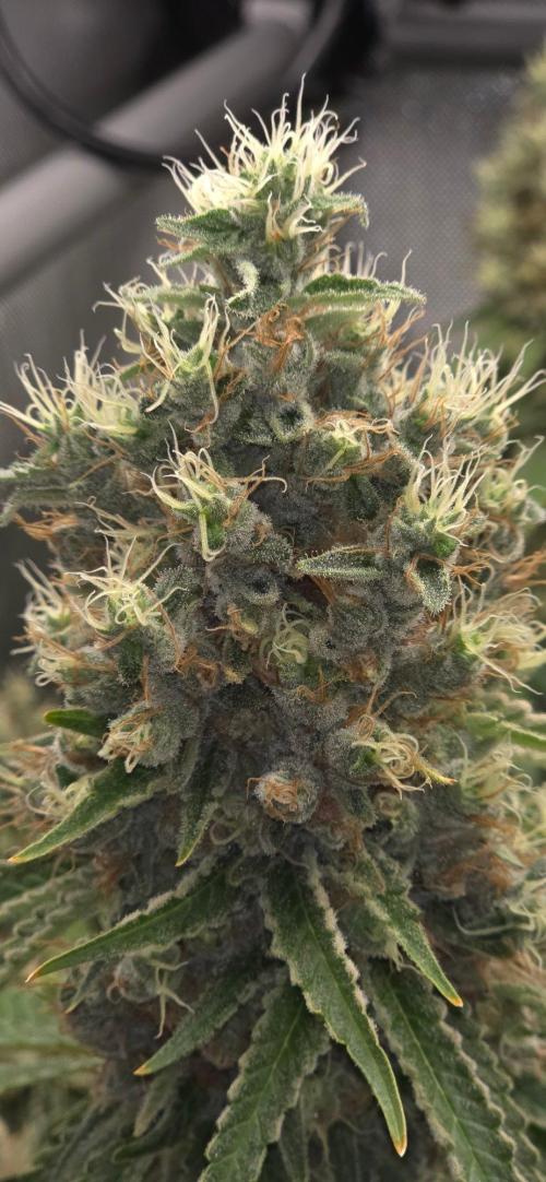 Gorilla Runtz - Living Soil. Week 14