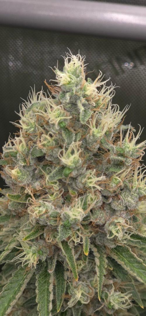 Gorilla Runtz - Living Soil. Week 14