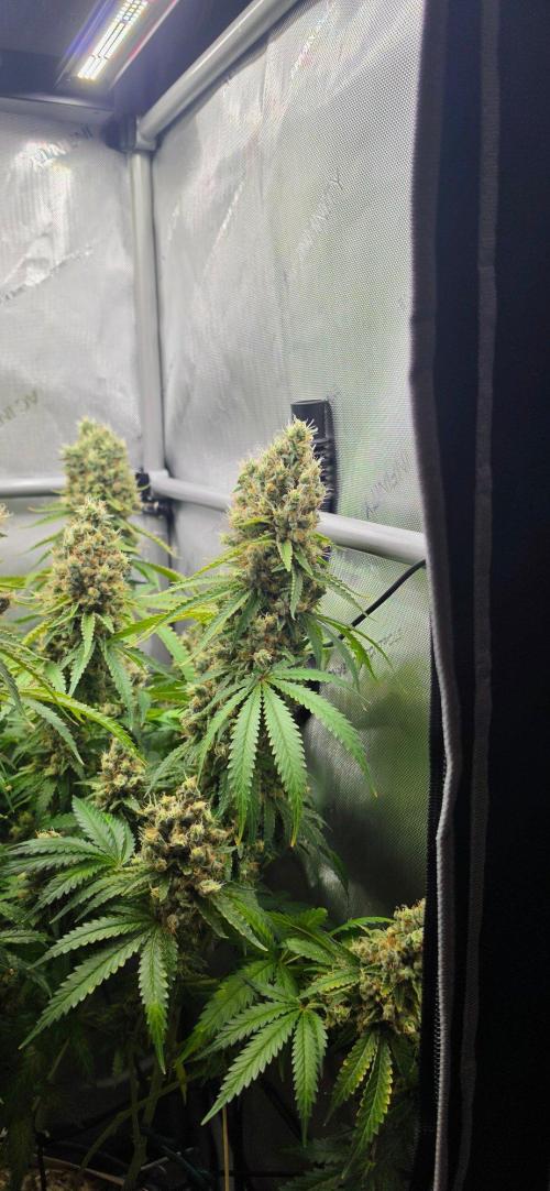 Gorilla Runtz - Living Soil. Week 15