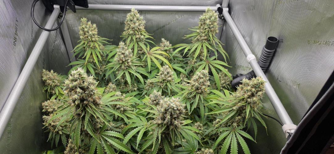 Gorilla Runtz - Living Soil. Week 15
