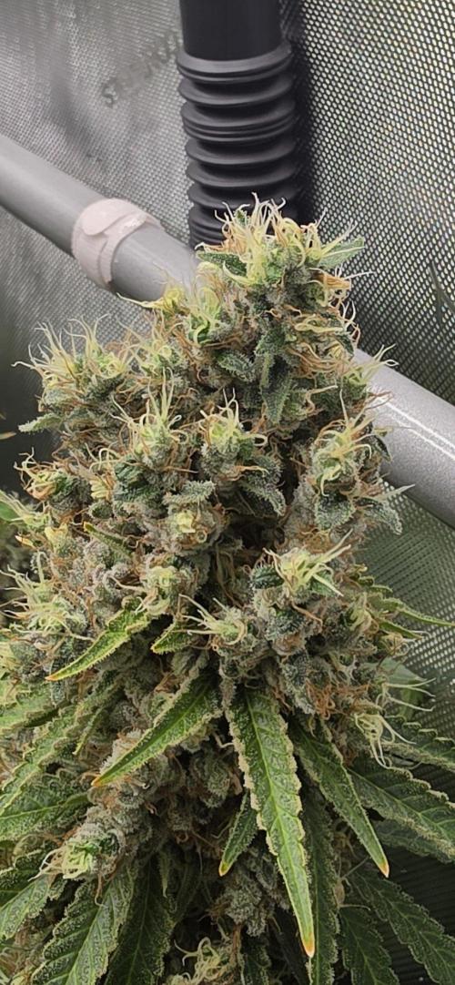 Gorilla Runtz - Living Soil. Week 15