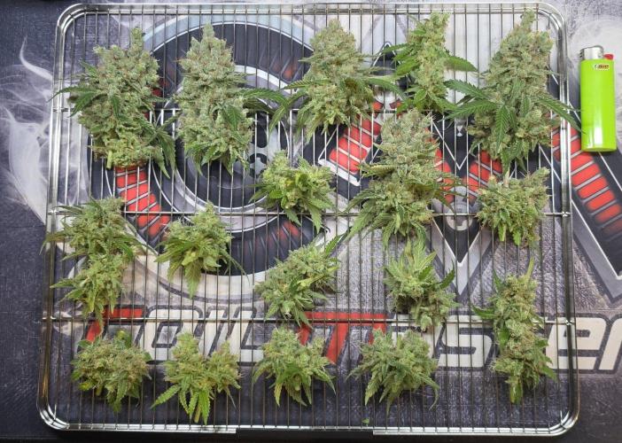 Gorilla Runtz - Living Soil. Week 16