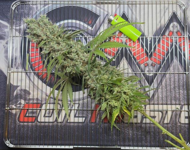Gorilla Runtz - Living Soil. Week 16