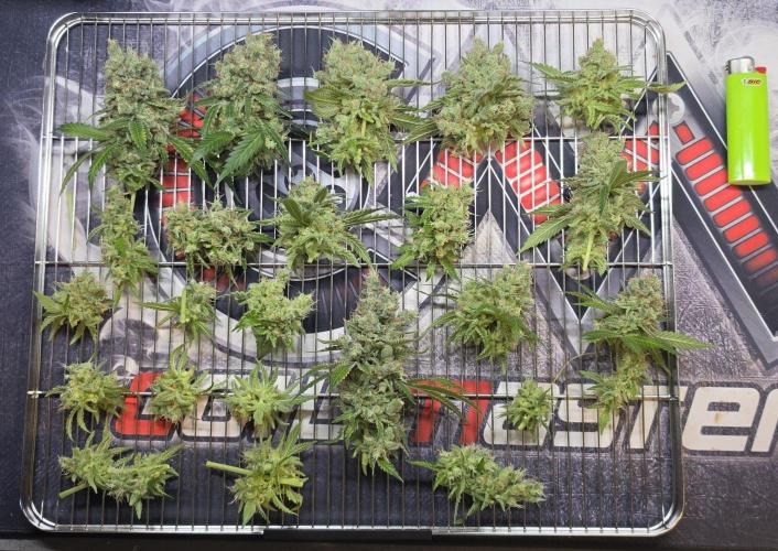 Gorilla Runtz - Living Soil. Week 16
