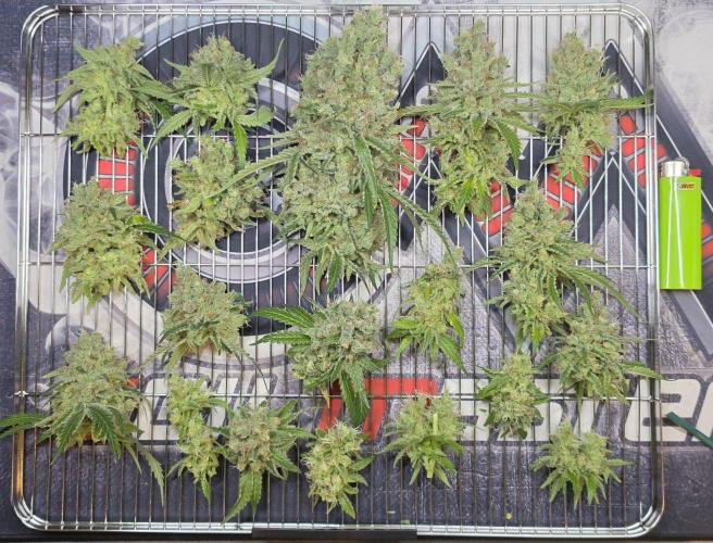 Gorilla Runtz - Living Soil. Week 16