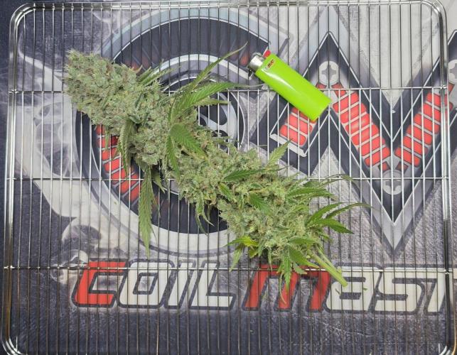 Gorilla Runtz - Living Soil. Week 16