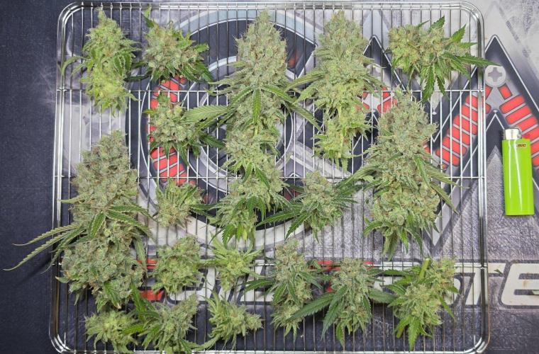 Gorilla Runtz - Living Soil. Week 16