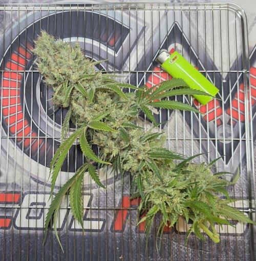 Gorilla Runtz - Living Soil. Week 16