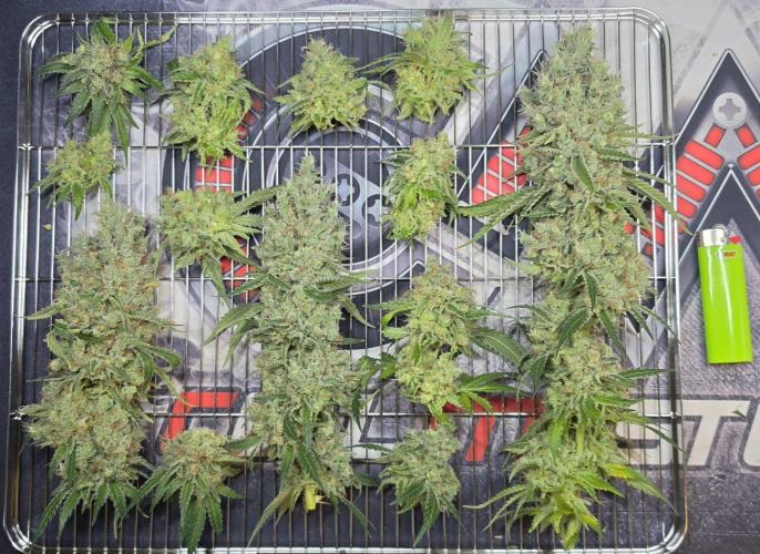 Gorilla Runtz - Living Soil. Week 16