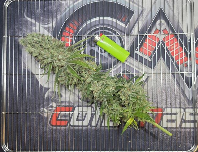 Gorilla Runtz - Living Soil. Week 16