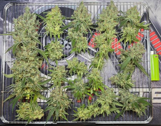 Gorilla Runtz - Living Soil. Week 16