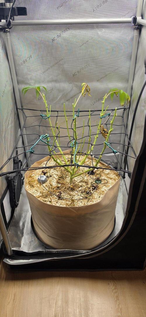 Gorilla Runtz - Living Soil. Week 16