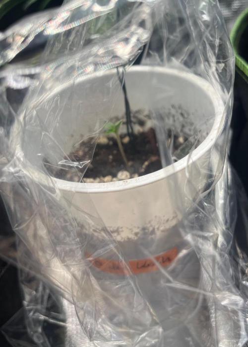 Bubba Kush. Week 0
