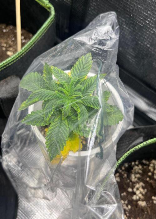 Bubba Kush. Week 3