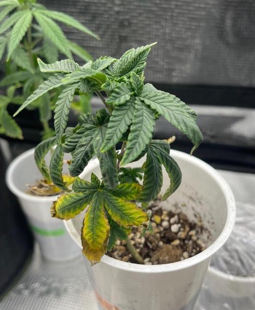 Bubba Kush. Week 4