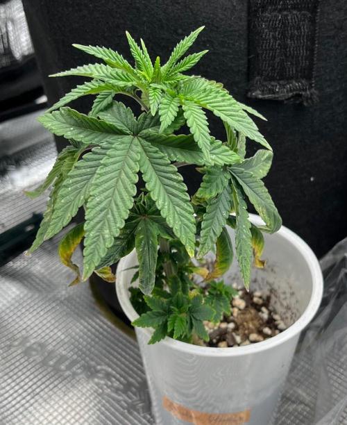 Green House Classics - Bubba Kush. Week 5