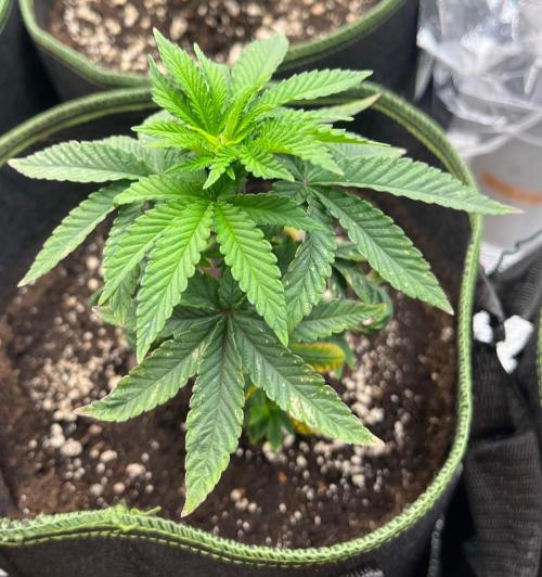 Bubba Kush. Week 5