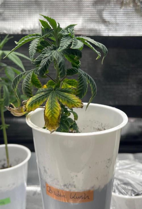 Bubba Kush. Week 4