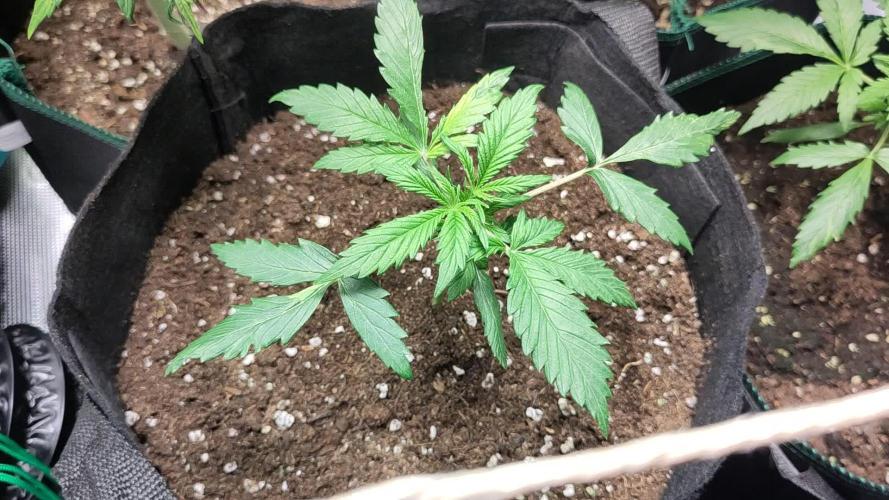 3 x White Label White Widow