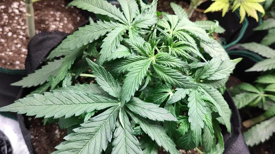 3 x White Label White Widow