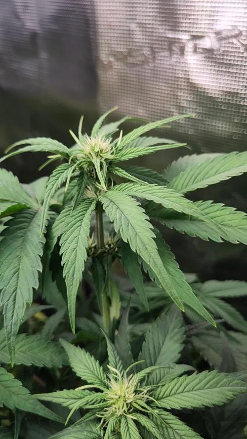FastBuds – Mexican Airlines Auto