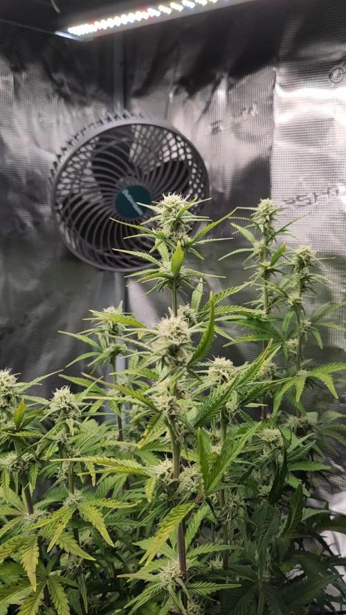 Fast Buds – BubbleGum