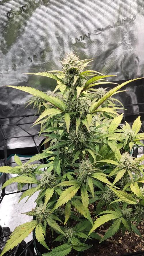 FastBuds β Jack Herer Auto