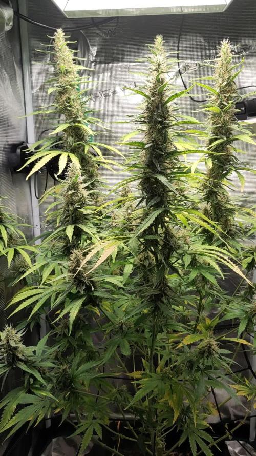Rainbow Choclate XXL – Sensi Seeds