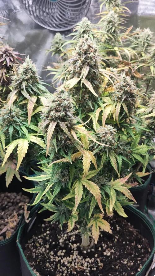 Fast Buds - Mexican Airlines Auto