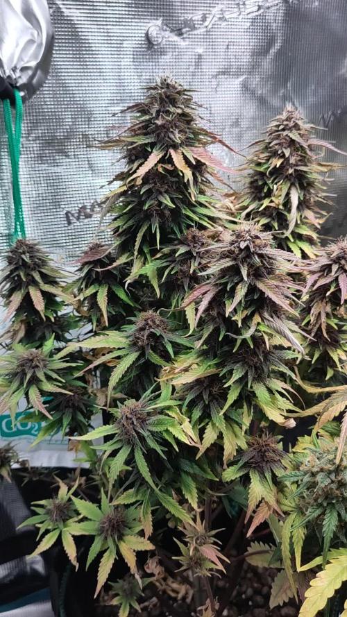 Fast Buds – LSD 25 Auto