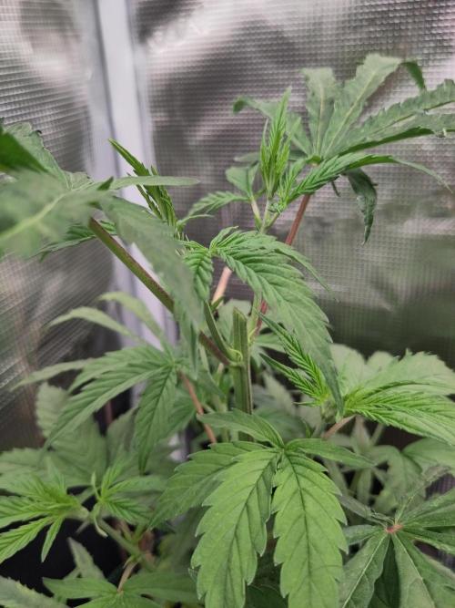 Big Bud cutlings. Week 3