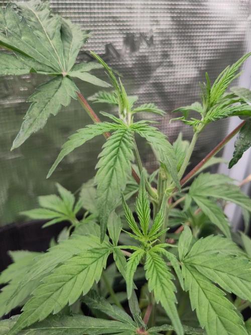 Big Bud cutlings. Week 3