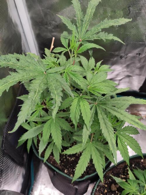 Big Bud cutlings. Week 3