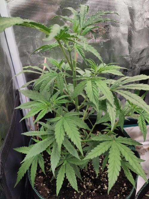 Big Bud cutlings. Week 3