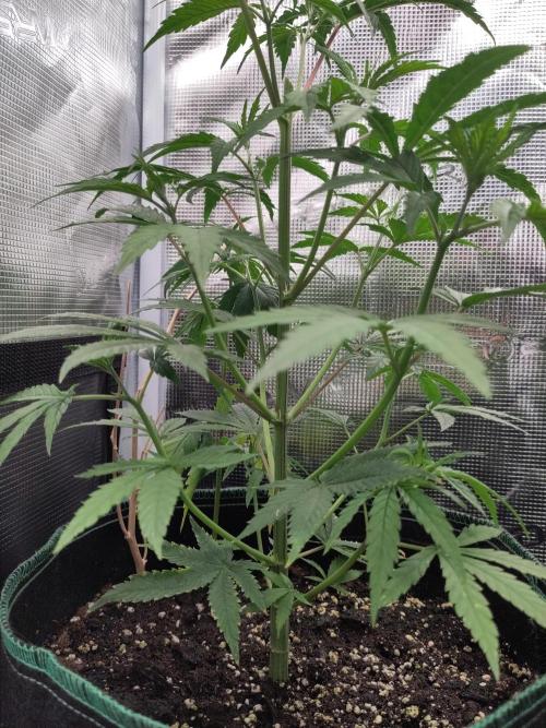 Big Bud cutlings. Week 3