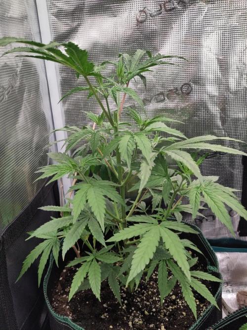 Big Bud cutlings. Week 3